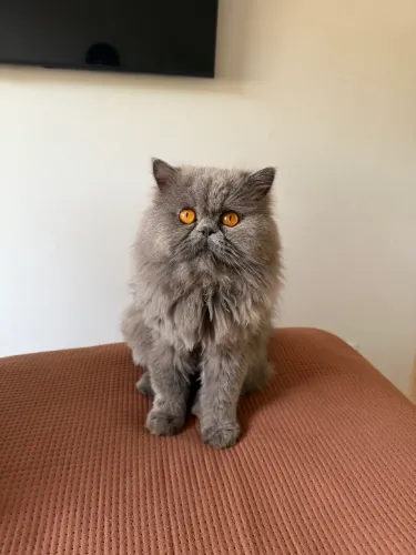 Gato persa procura namorada