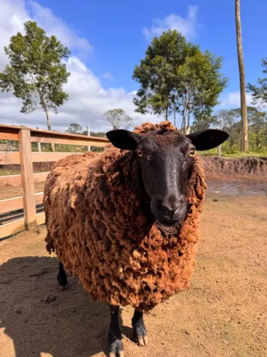 Ovelha texel 