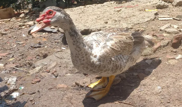 Vende-se pato macho
