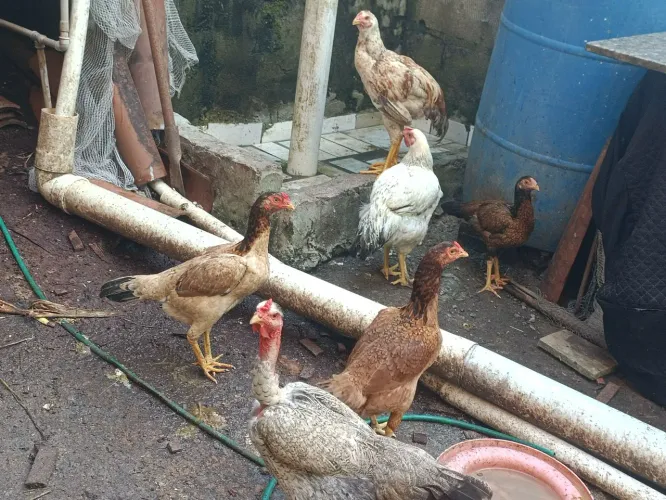 Galos galinhas e patos