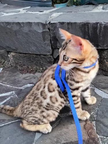 Gato Bengal
