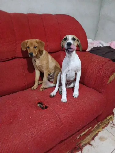 Estou doando um cachorro
