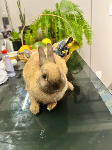 Coelho