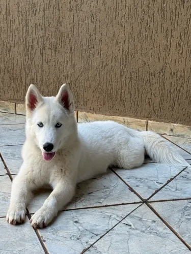 HuskySiberiano