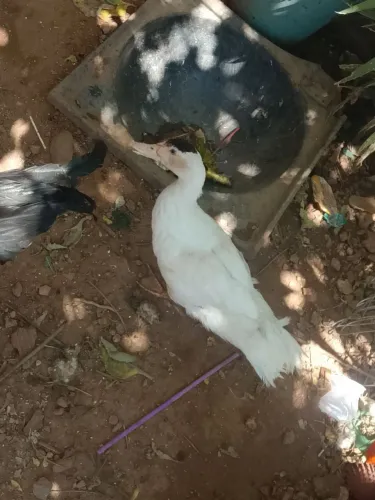 Casal de patos