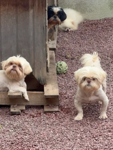Plantel de Shih tzu