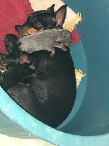  filhote de Pinscher 1 vender