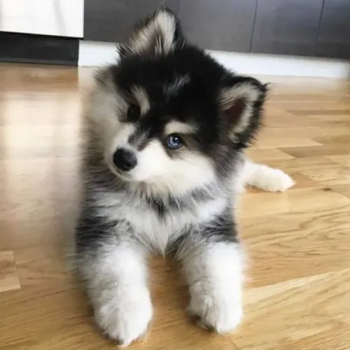 Pomsky Filhotes encantadores