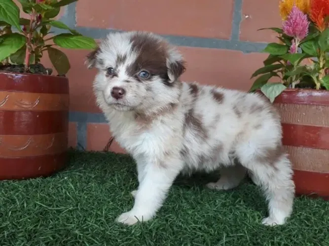 Lindos Border Collies Disponíveis - Saudáveis, Vermifugados e com V10