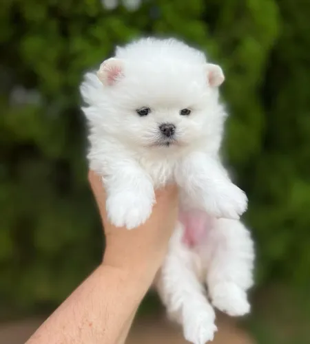 LULU DA POMERÂNIA ANÃOS