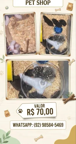 Hamster sirios