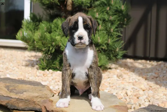 Boxer ? Chama no WhatsApp pra mais informações