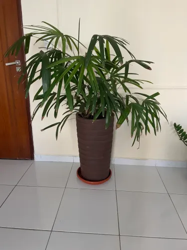 Vaso com planta