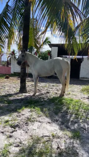 CAVALO MEIO SANGUE DE MANGALARGA