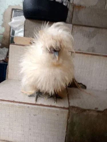 Galo de jardim