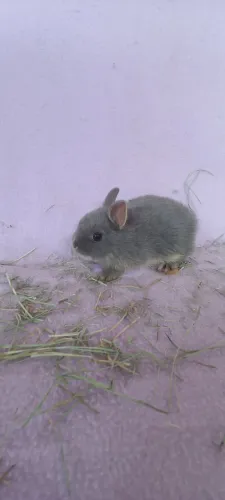 Filhotes Netherland Dwarf