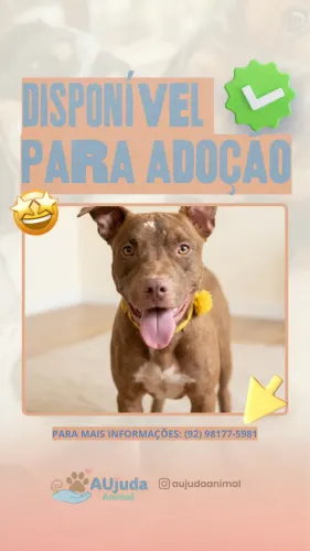 Cão pra adoção 