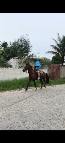 Vendo cavalo