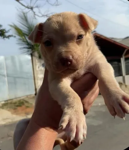 Vendo filhote de Pitbull ou troco por filhote de Shitzu