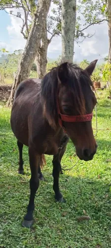 Ponei mini horse potranca