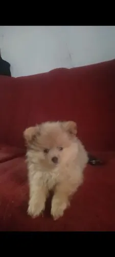 Spitz alemão anão
