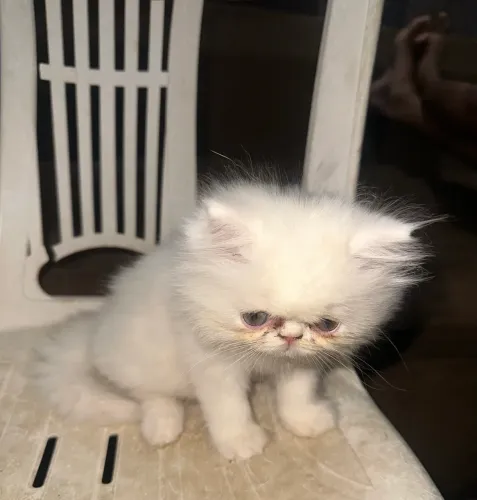 Gato persa