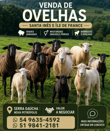 Ovelhas e borregos a venda