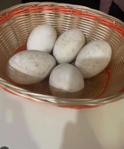  Vendo ovos galados de ganso, não entrego