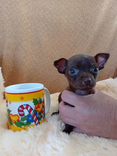 Vendo filhote de pinscher Zero