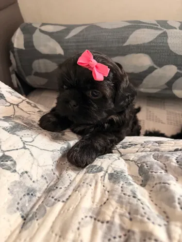 Filhotes de Shih-tzu