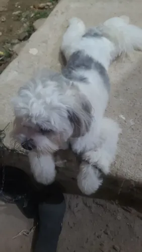 Cachorro macho lhasa apso para cruzar