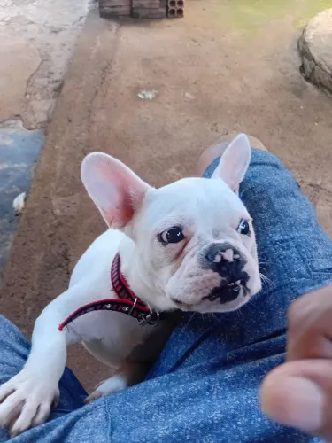 Bulldogue francês Disponível