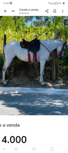 Cavalos