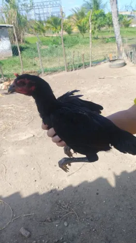 Franga