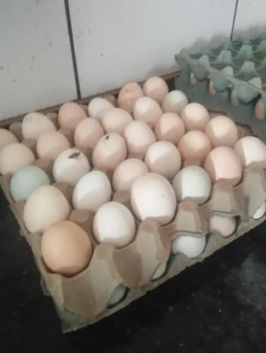 Ovos caipira puro índio gigante com galinha caipira pura