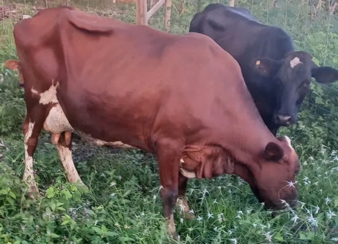 Vaca
