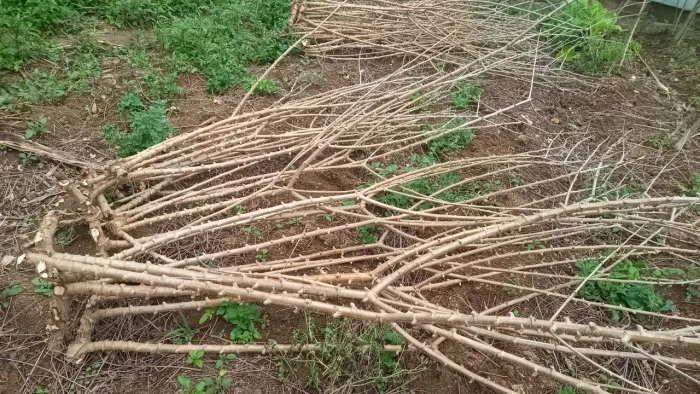 Rama de aipim