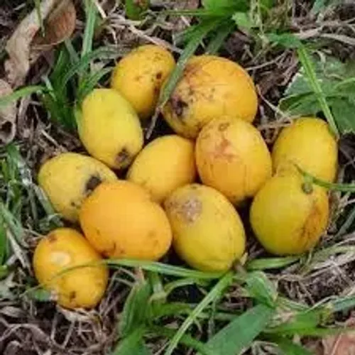 A cajarana anã (ou cajá-manga anão) Vendo mudas
