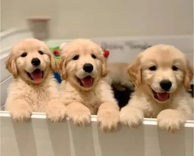 Golden Retriever Filhotes Extremamente Lindos. 