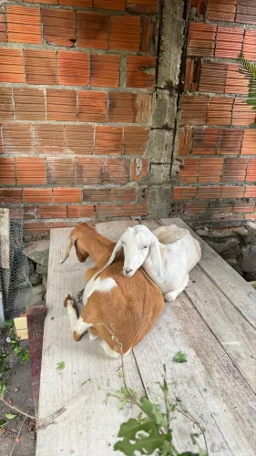 Vendo casal de cabritos