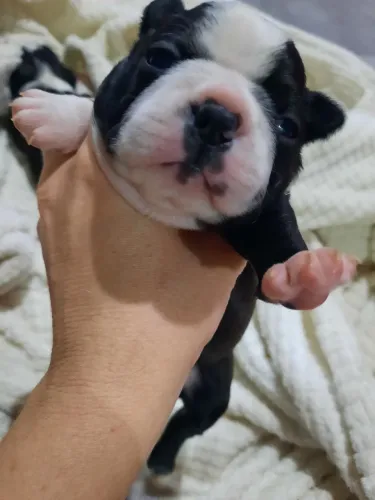Boston Terrier Filhotes 