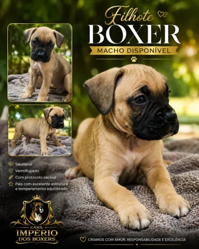 Boxer