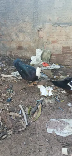 Patos