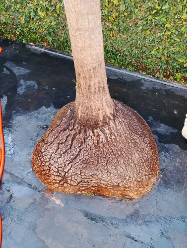 Vendo para de elefante