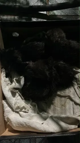 Gatinhos para adoção são 4 felinos 