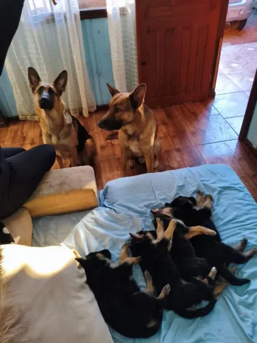 VENDO FILHOTES DE PASTOR ALEMÃO