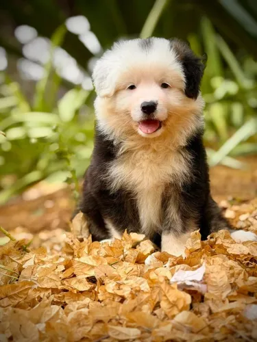 Border collie 