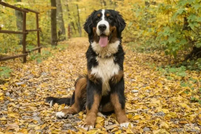 Bernese Mointain 
