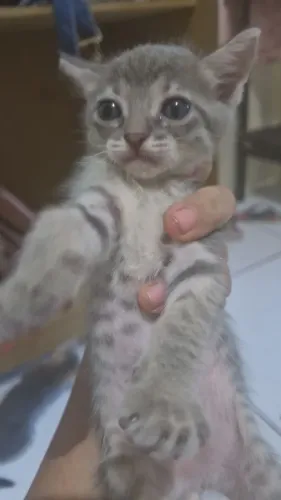 Urgente! Estou doando uns gatinhos