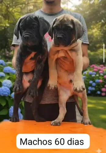 Filhotes de Bullmastiff com Super Pedigree